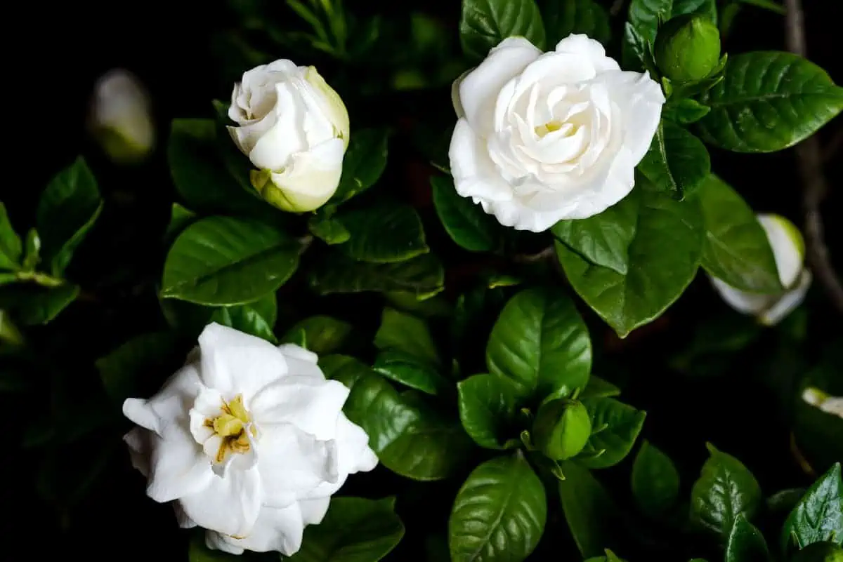 Gardenya Çiçeği Bakımı