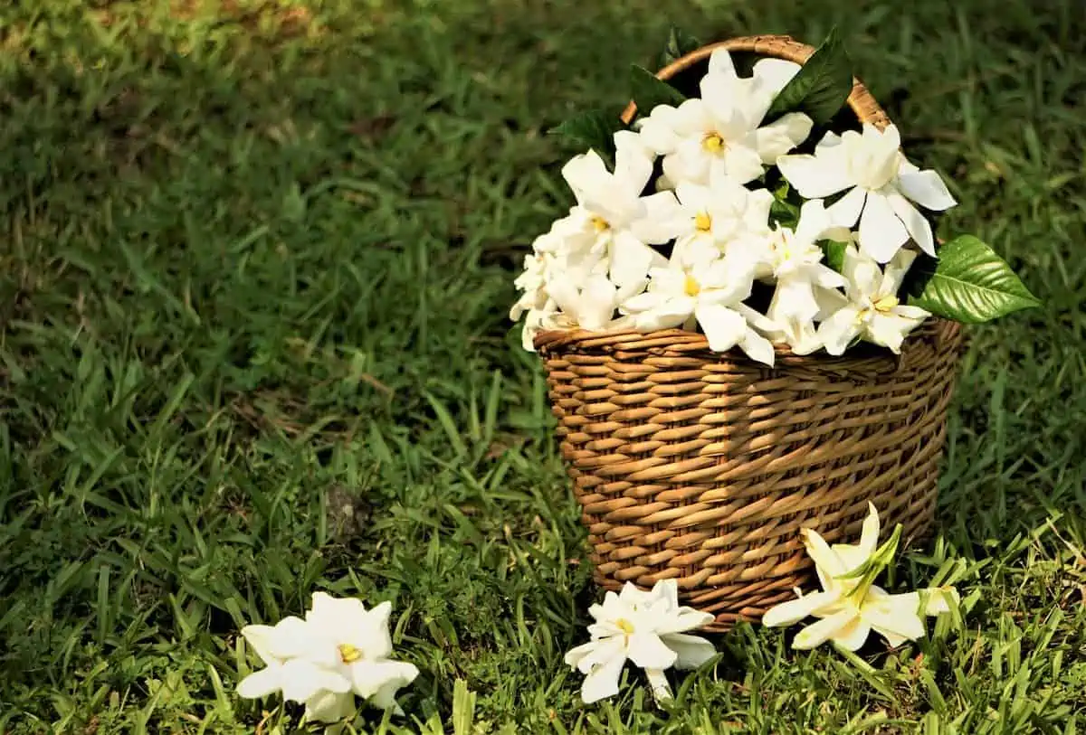 Gardenya Çiçeği Bakımı