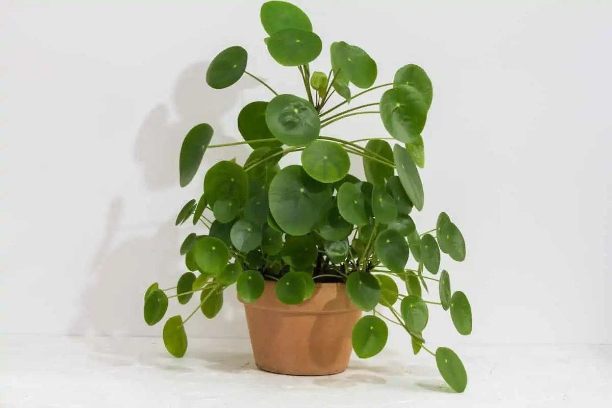 Pilea Çiçeği Bakımı