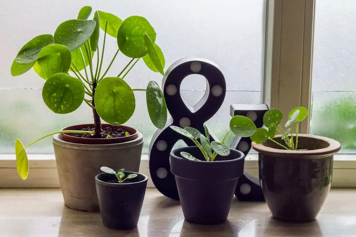 Pilea Çiçeği Bakımı