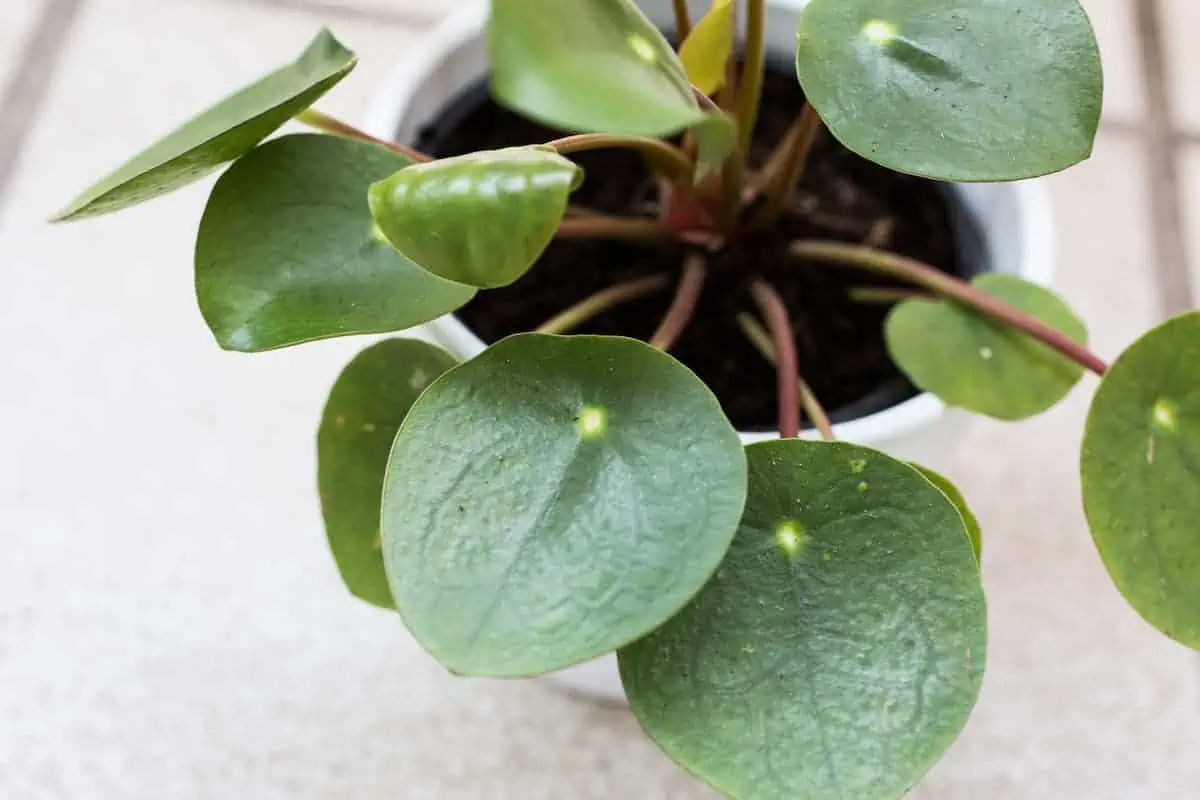 Pilea Çiçeği Bakımı