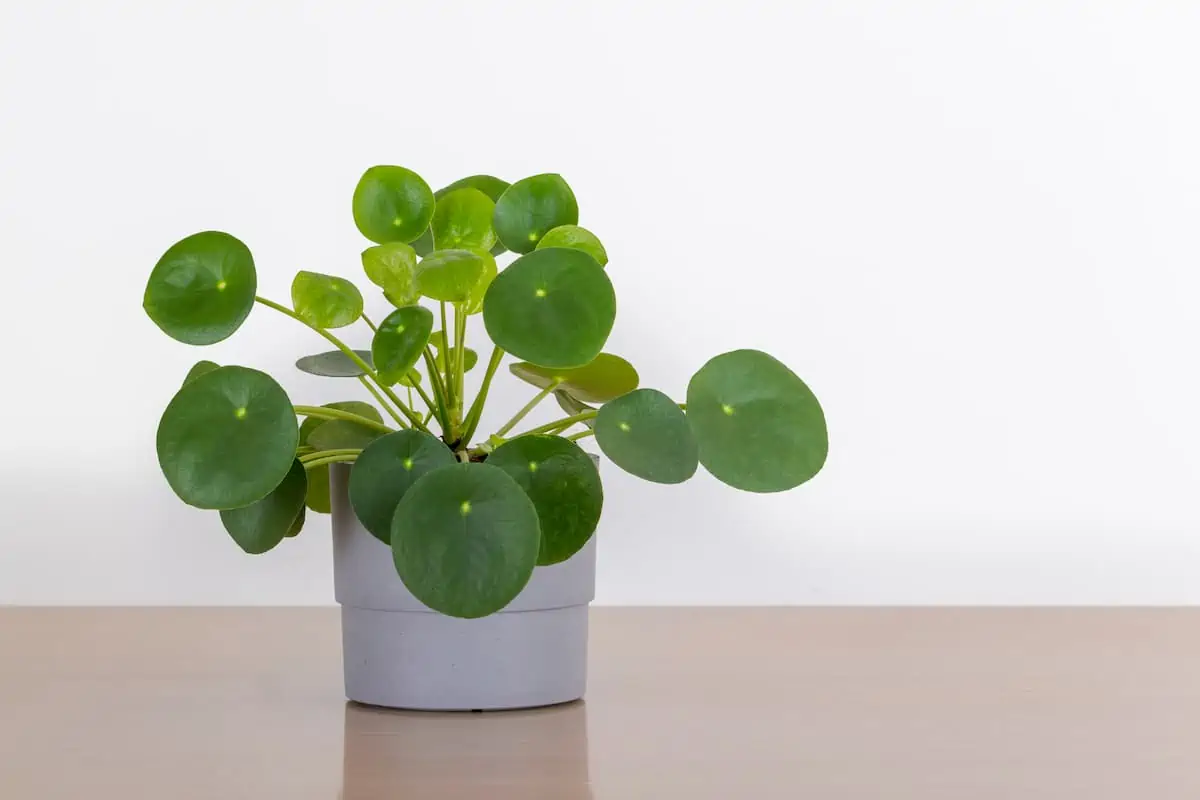 Pilea Çiçeği Bakımı