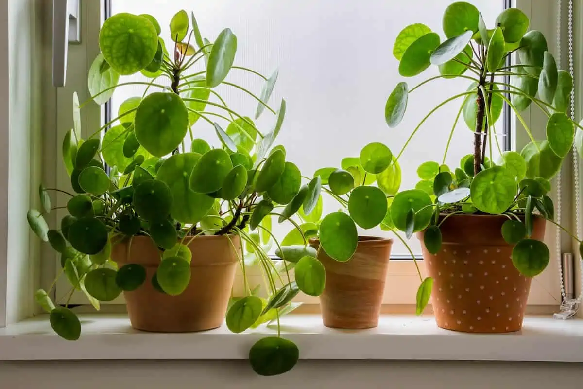 Pilea Çiçeği Bakımı