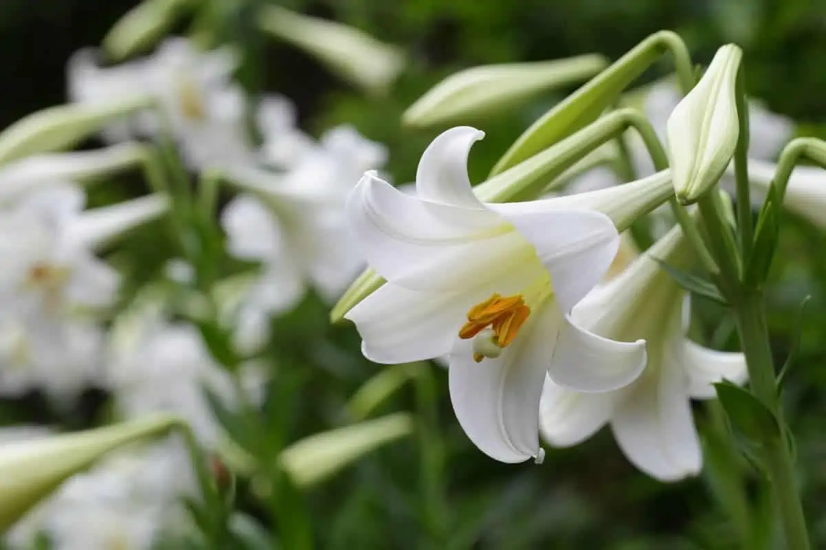 Lilyum Çiçeği (Zambak) Bakımı