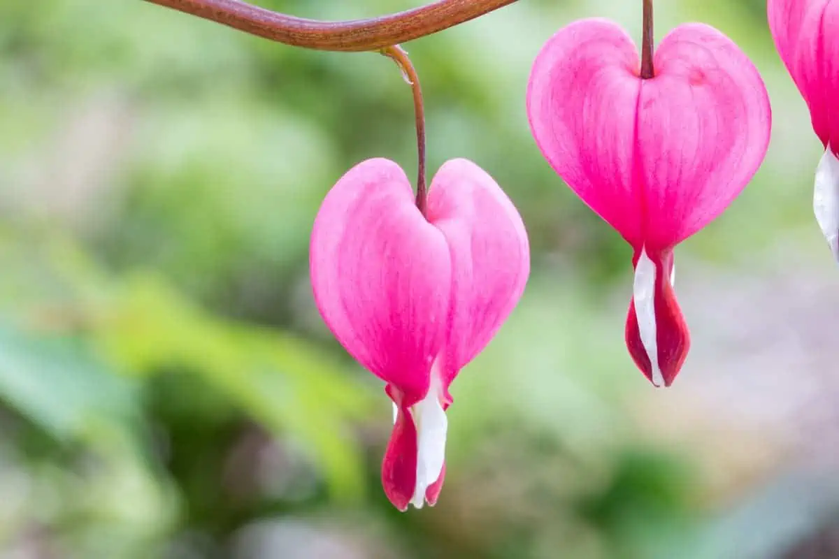 Kanayan Kalpler Çiçeği Bakımı