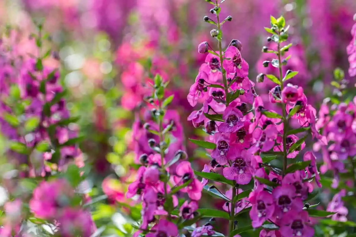 Angelonia Çiçeği Bakımı