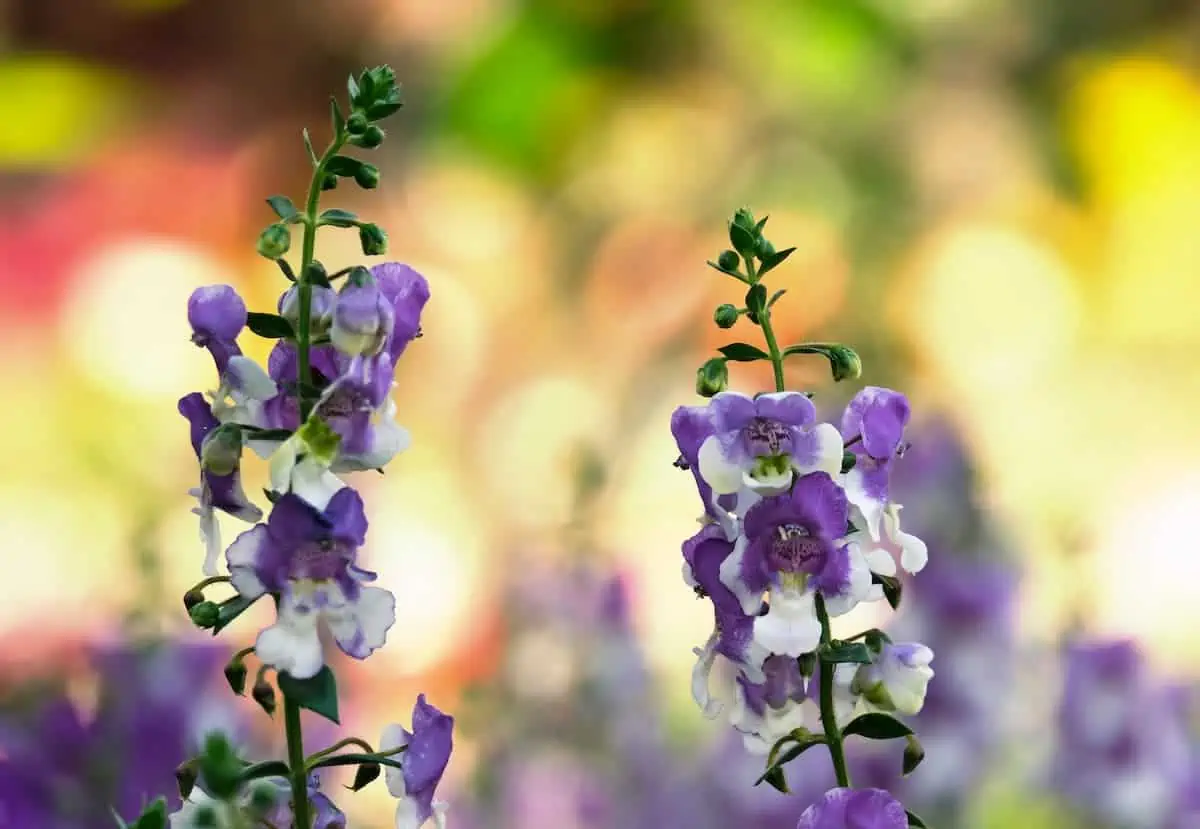 Angelonia Çiçeği Bakımı