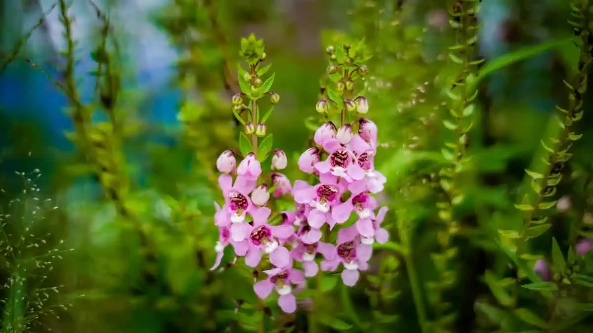 Angelonia Çiçeği Bakımı