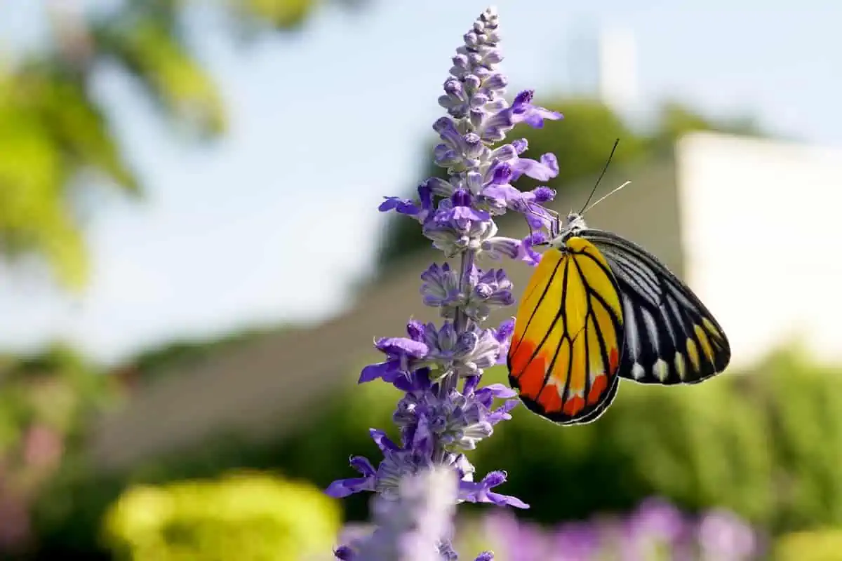 Angelonia Çiçeği Bakımı