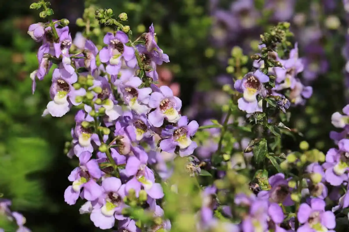 Angelonia Çiçeği Bakımı