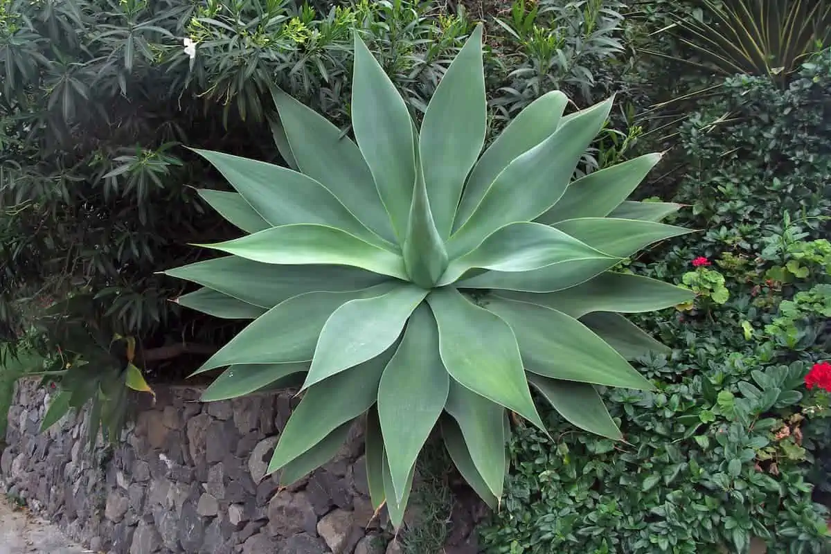 Agave Bitkisi Bakımı