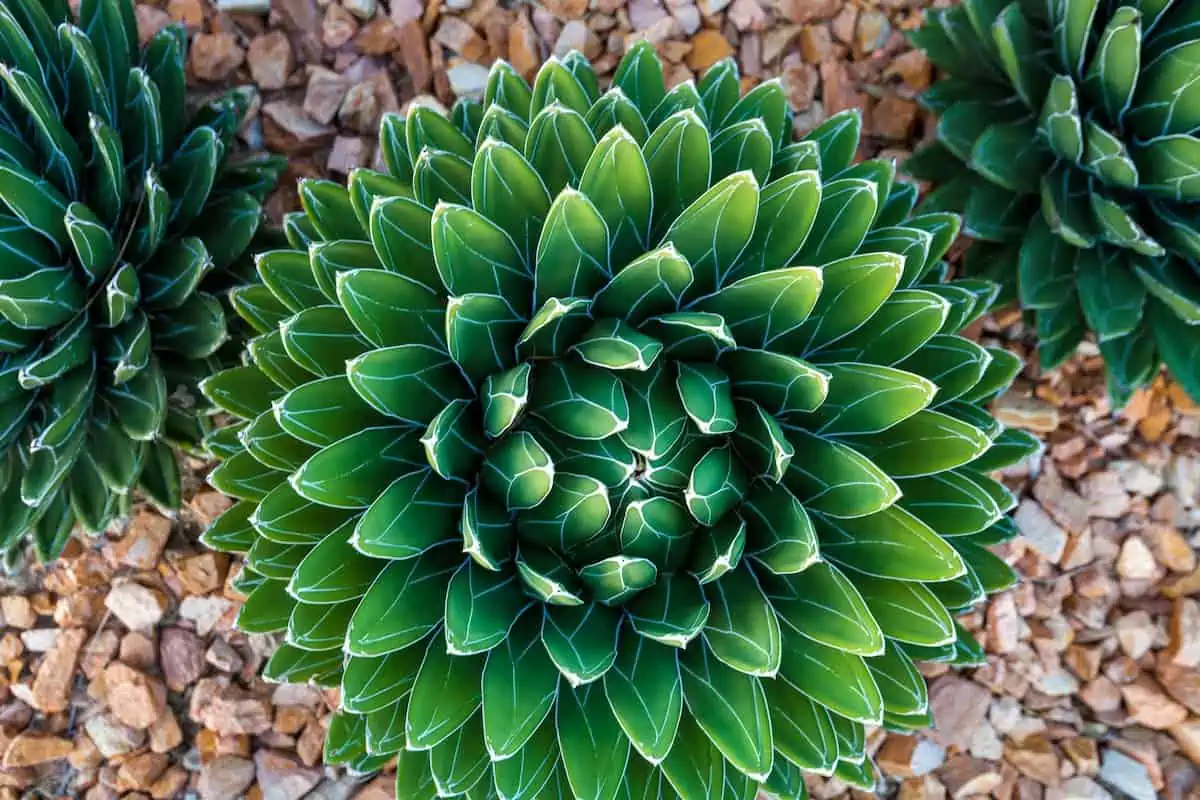 Agave Bitkisi Bakımı