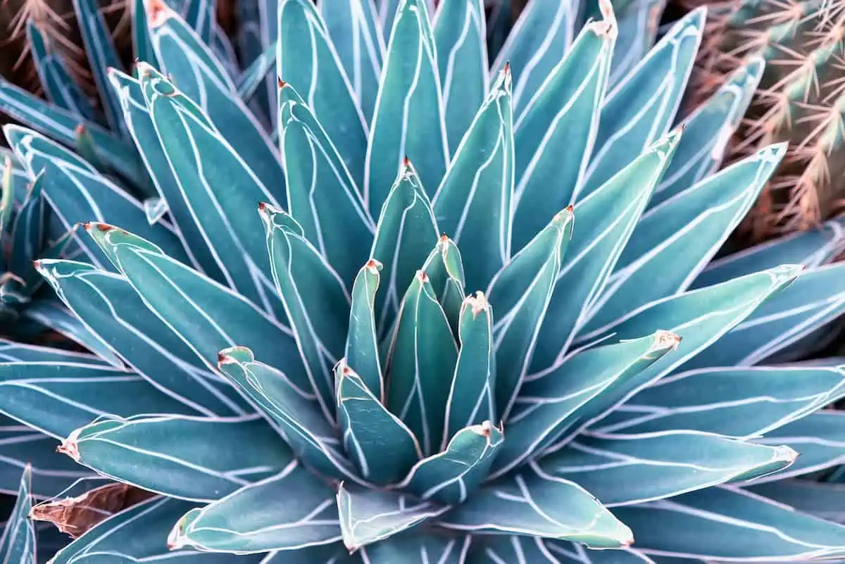 Agave Bitkisi Bakımı