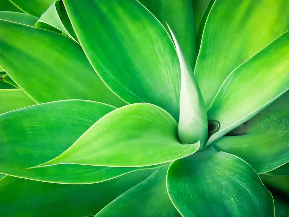 Agave Bitkisi Bakımı