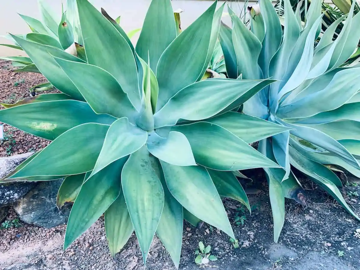 Agave Bitkisi Bakımı
