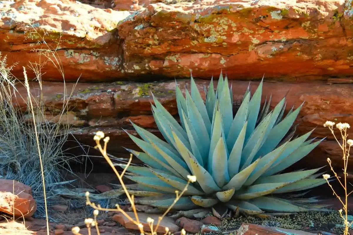 Agave Bitkisi Bakımı