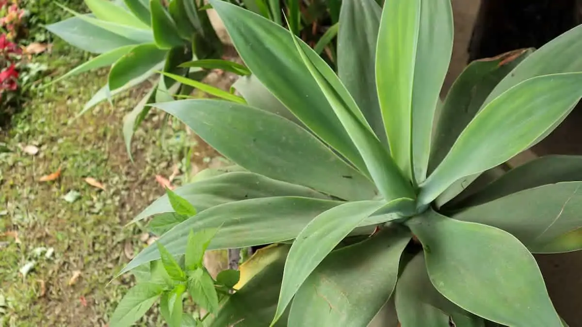 Agave Bitkisi Bakımı
