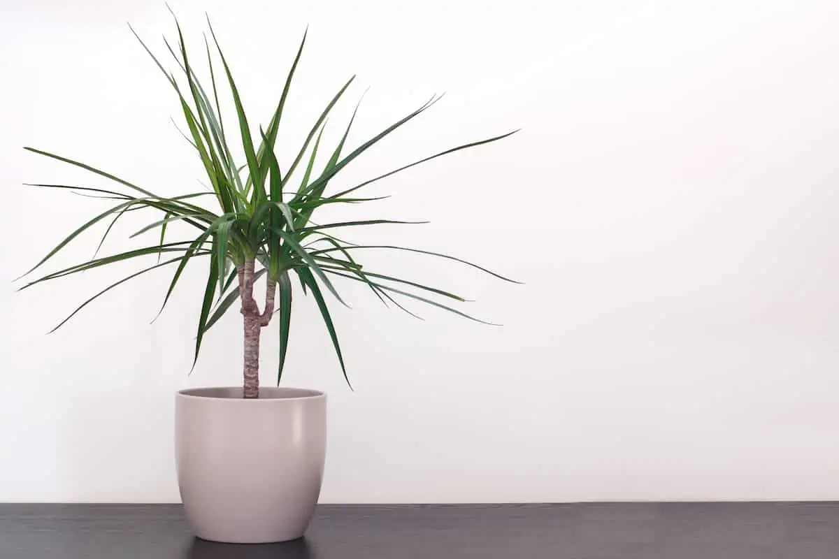 Dracaena Marginata Bakımı Nasıl Yapılır?