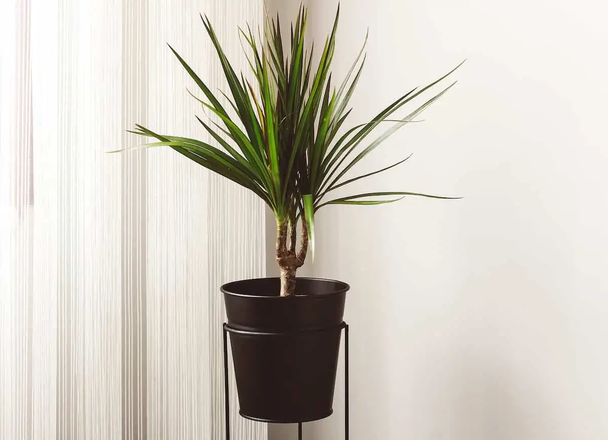 Dracaena Marginata Bakımı Nasıl Yapılır?