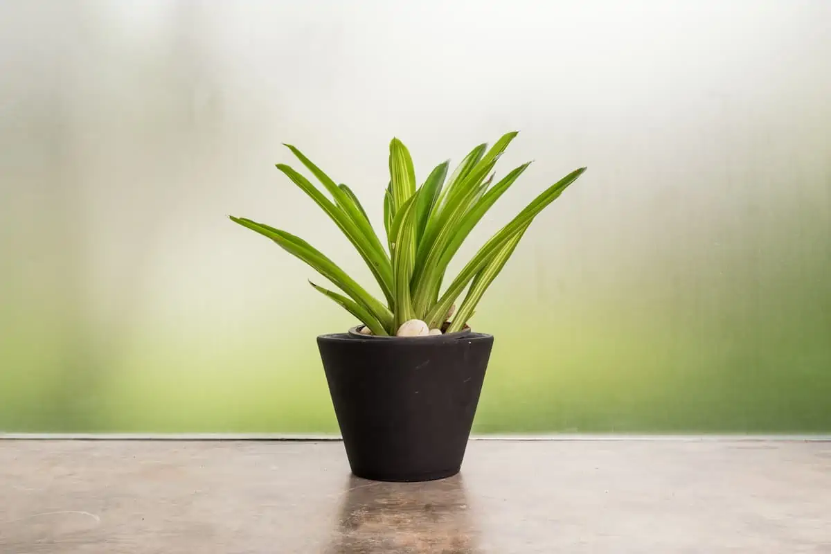 Dracaena Marginata Bakımı Nasıl Yapılır?