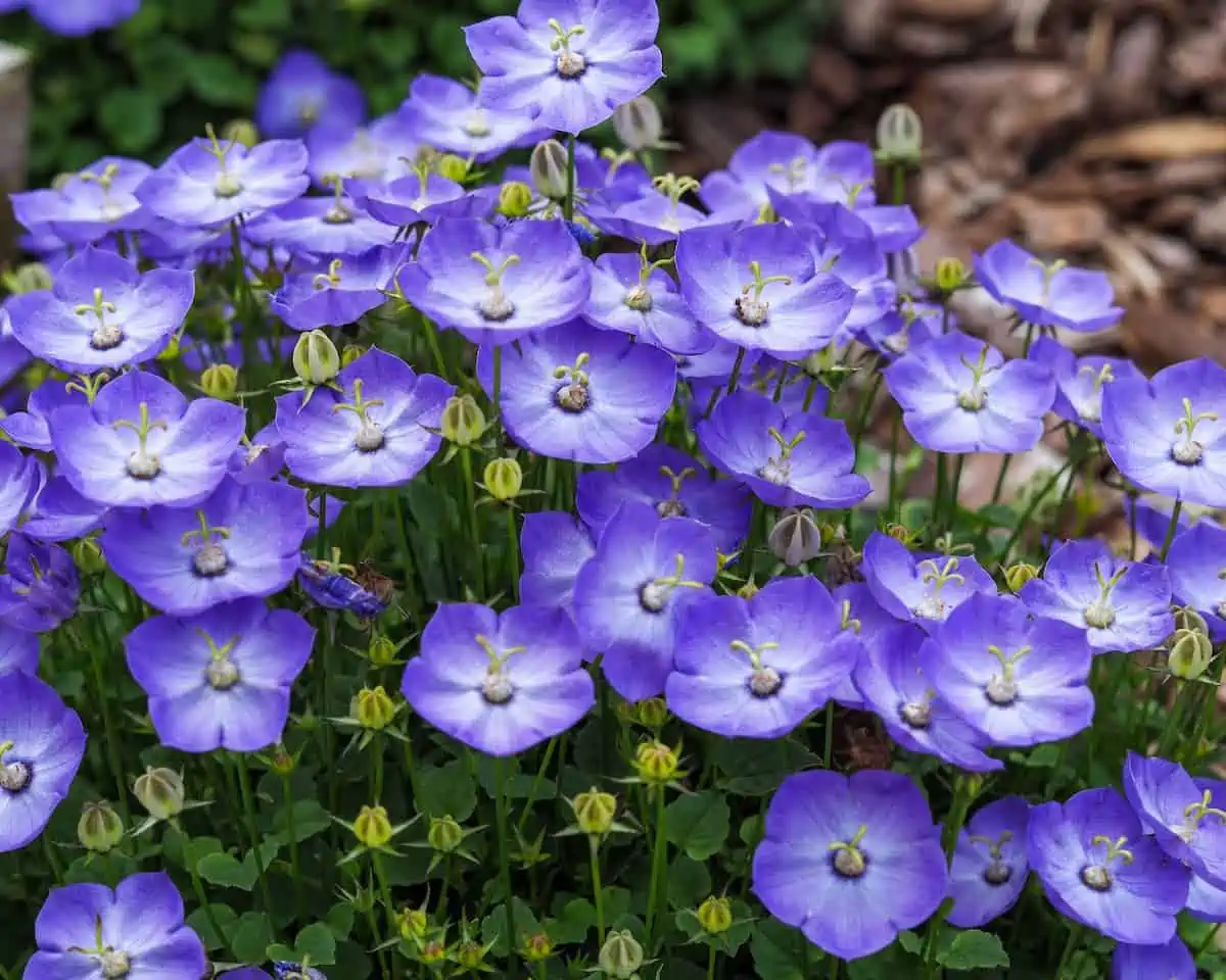 Çan Çiçeği (Campanula) Bakımı