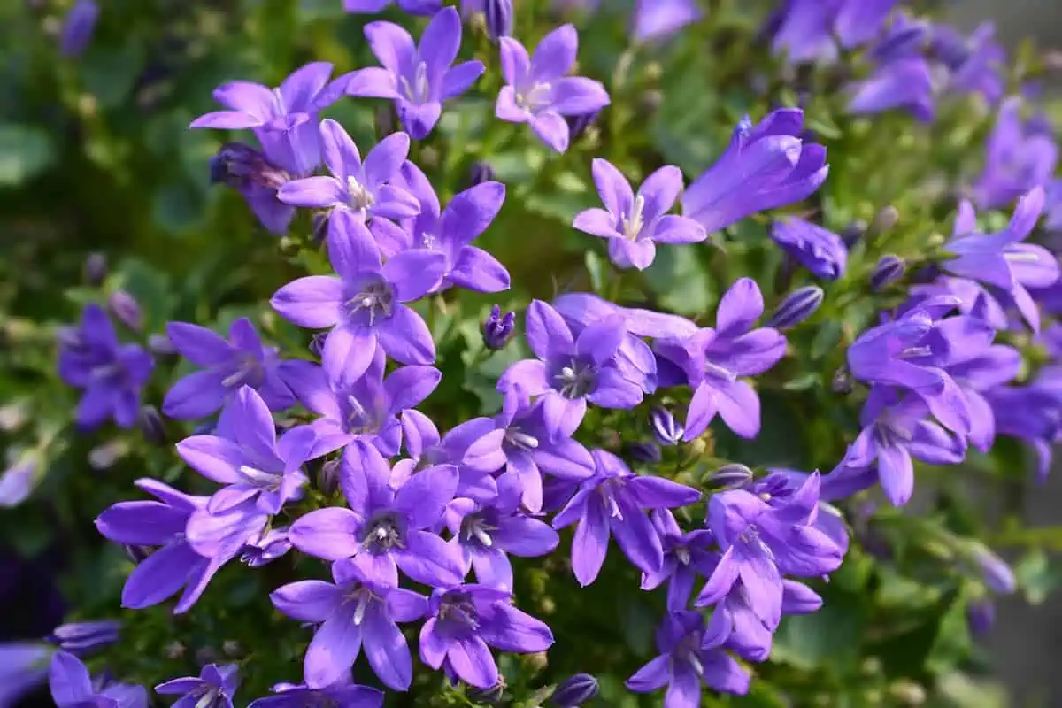 Çan Çiçeği (Campanula) Bakımı