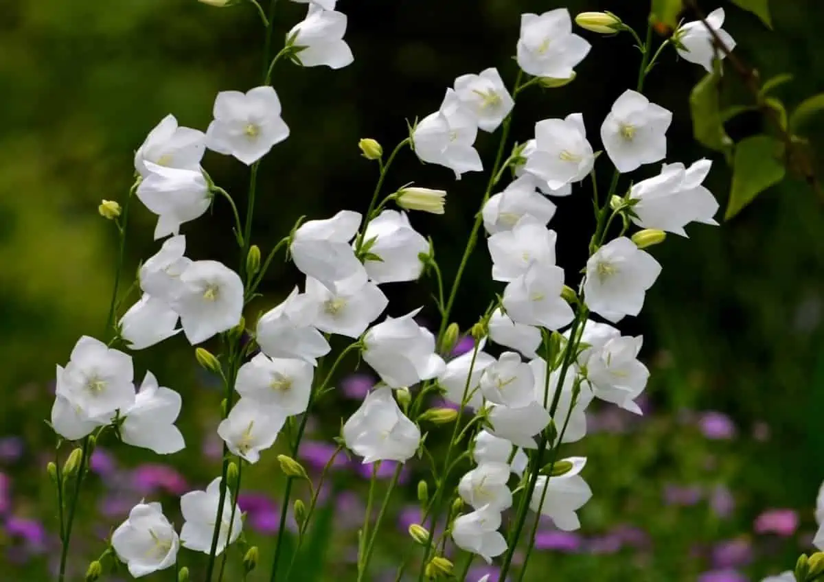 Çan Çiçeği (Campanula) Bakımı