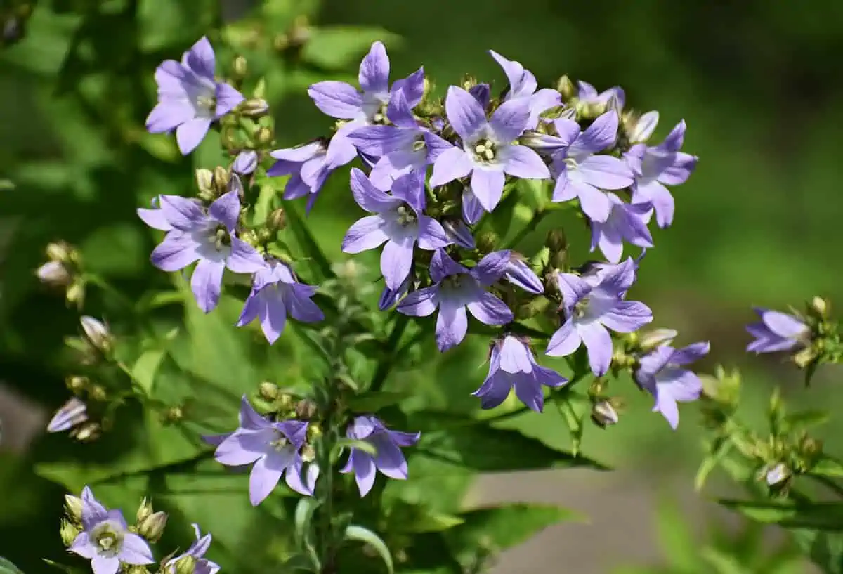 Çan Çiçeği (Campanula) Bakımı