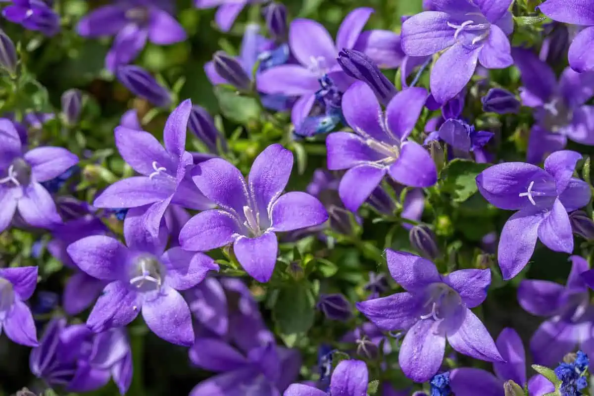 Çan Çiçeği (Campanula) Bakımı