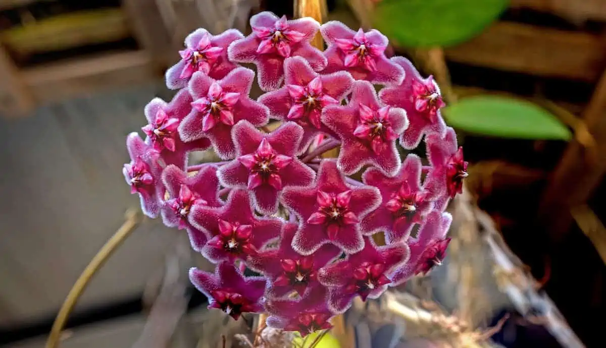 Mum Çiçeği (Hoya) Bakımı ve Çoğaltılması