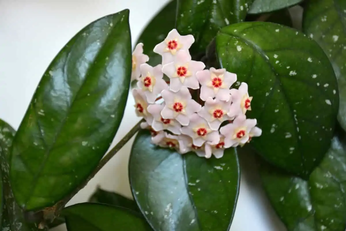 Mum Çiçeği (Hoya) Bakımı ve Çoğaltılması