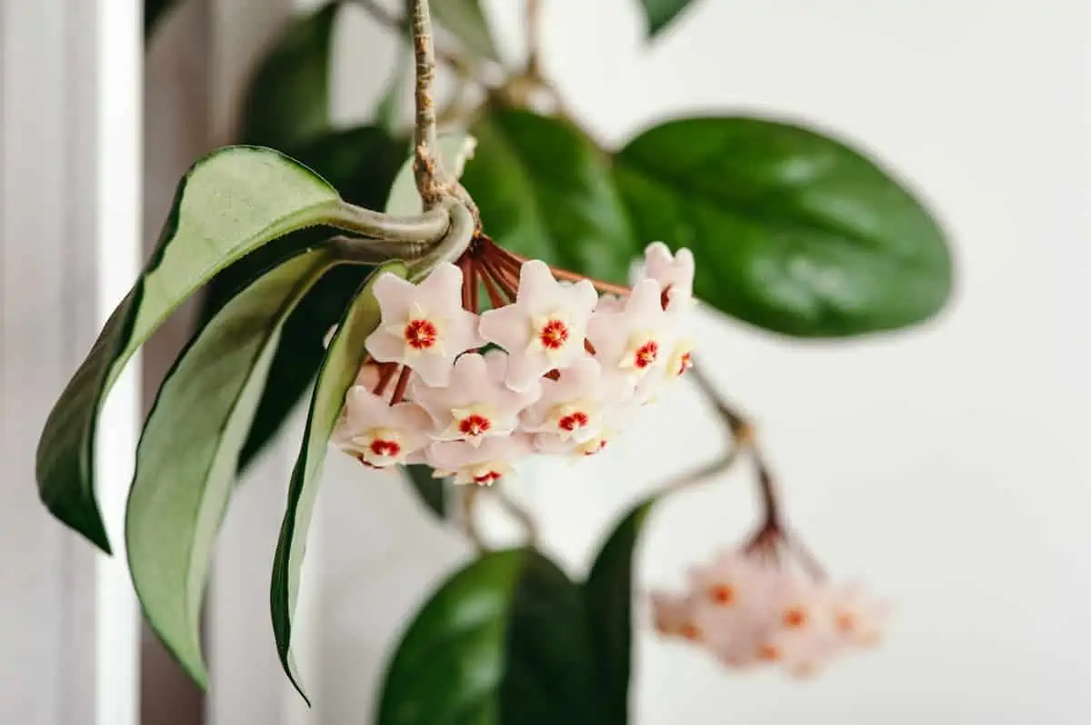 Mum Çiçeği (Hoya) Bakımı ve Çoğaltılması