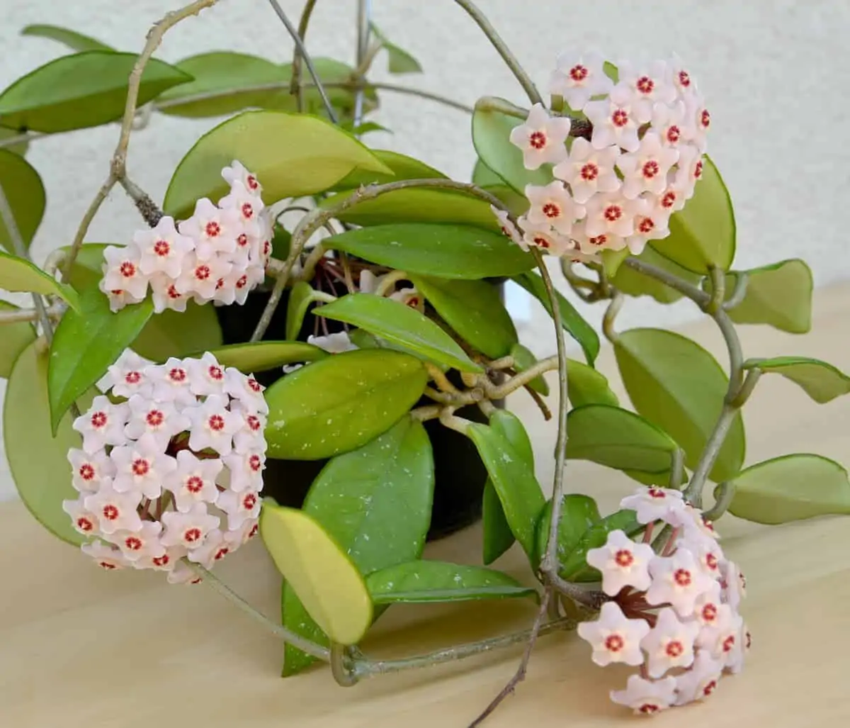 Mum Çiçeği (Hoya) Bakımı ve Çoğaltılması