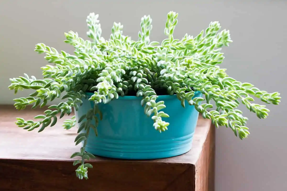 Sedum Morganianum Bakımı ve Çoğaltılması