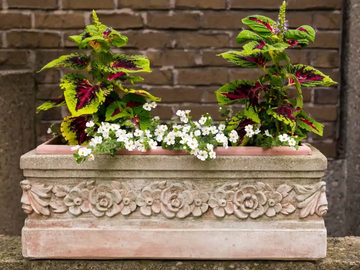 Yaprak Güzeli Çiçeği (Kolyos) Bakımı