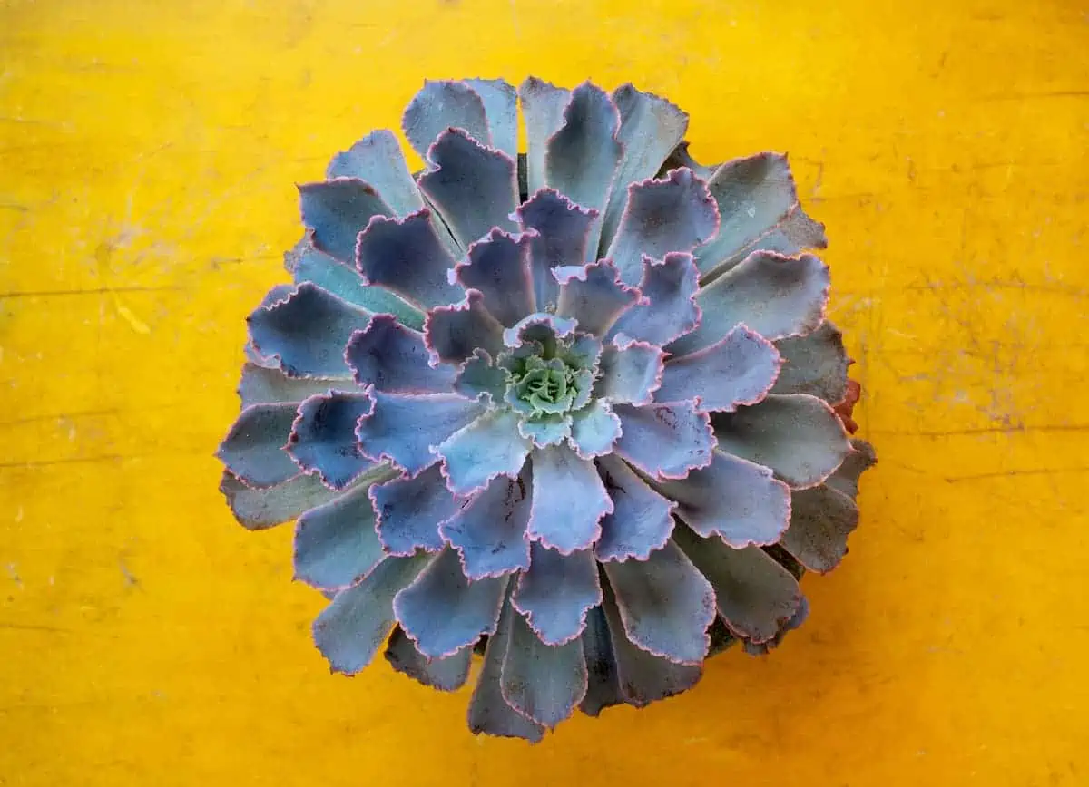 Echeveria Elegans Bakımında Püf Noktalar