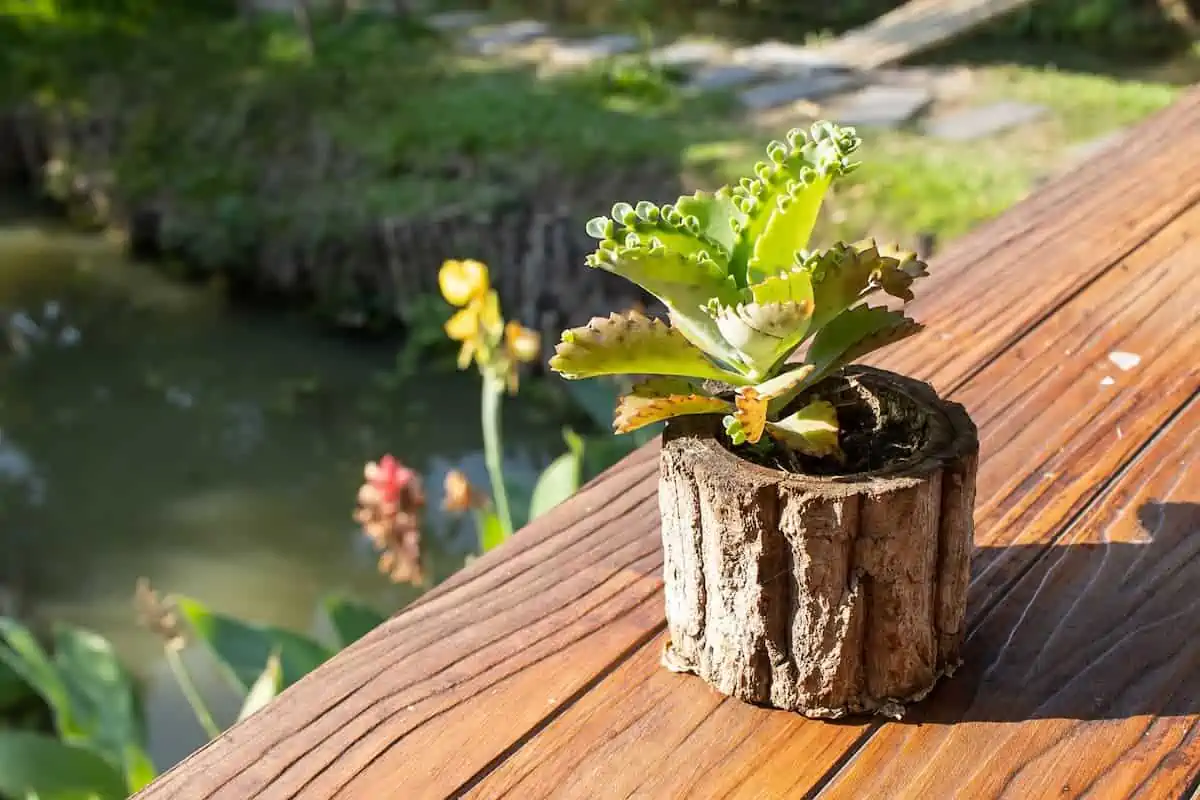 Aşkın Gözyaşı Çiçeği Bakımı ve Özellikleri