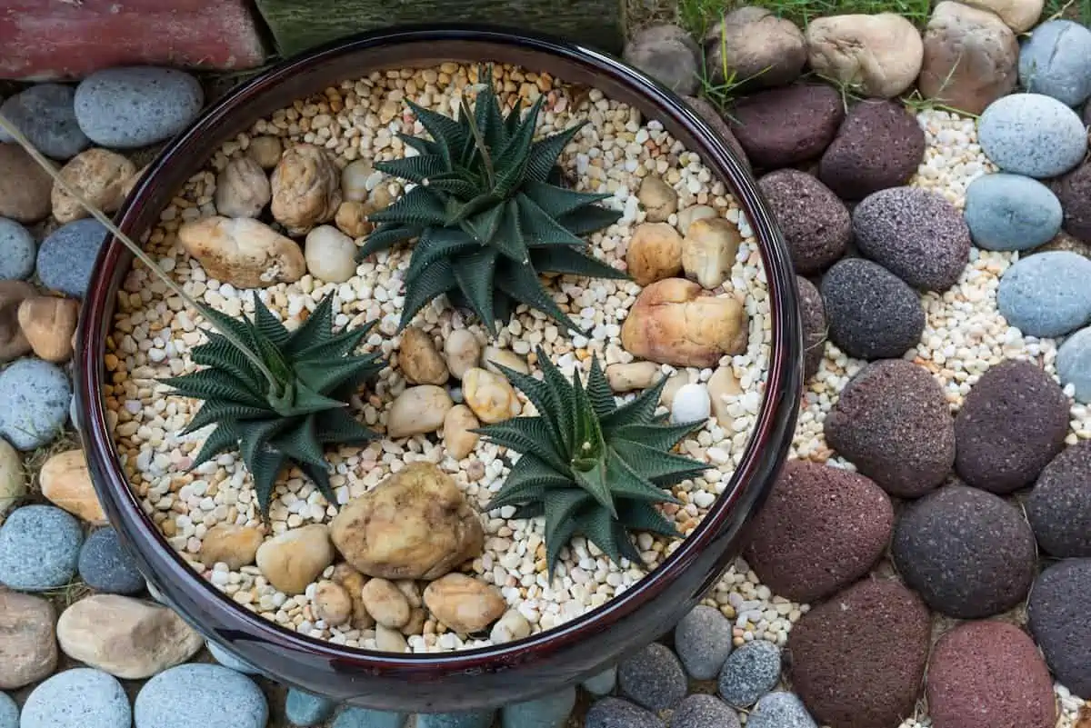 Haworthia Limifolia Türleri