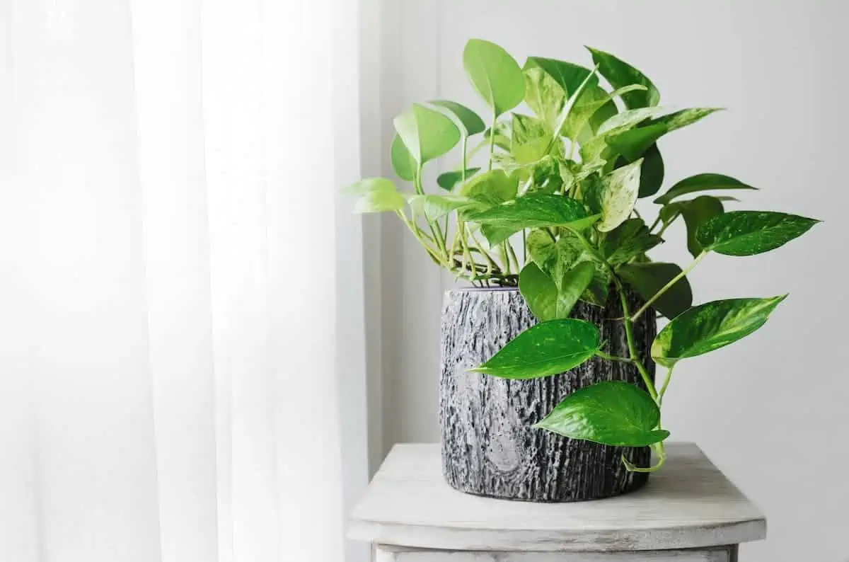 Salon Sarmaşığı (Pothos) Bakımı ve Çeşitleri