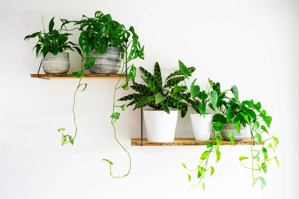 Salon Sarmaşığı (Pothos) Bakımı ve Çeşitleri
