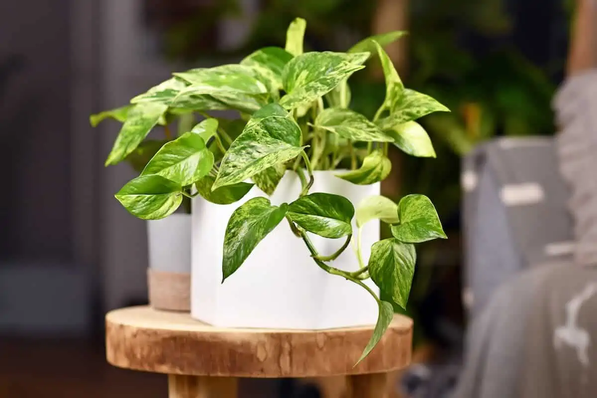 Salon Sarmaşığı (Pothos) Bakımı ve Çeşitleri