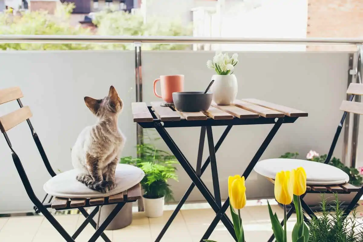 Balkon da Yetişen Çiçekler