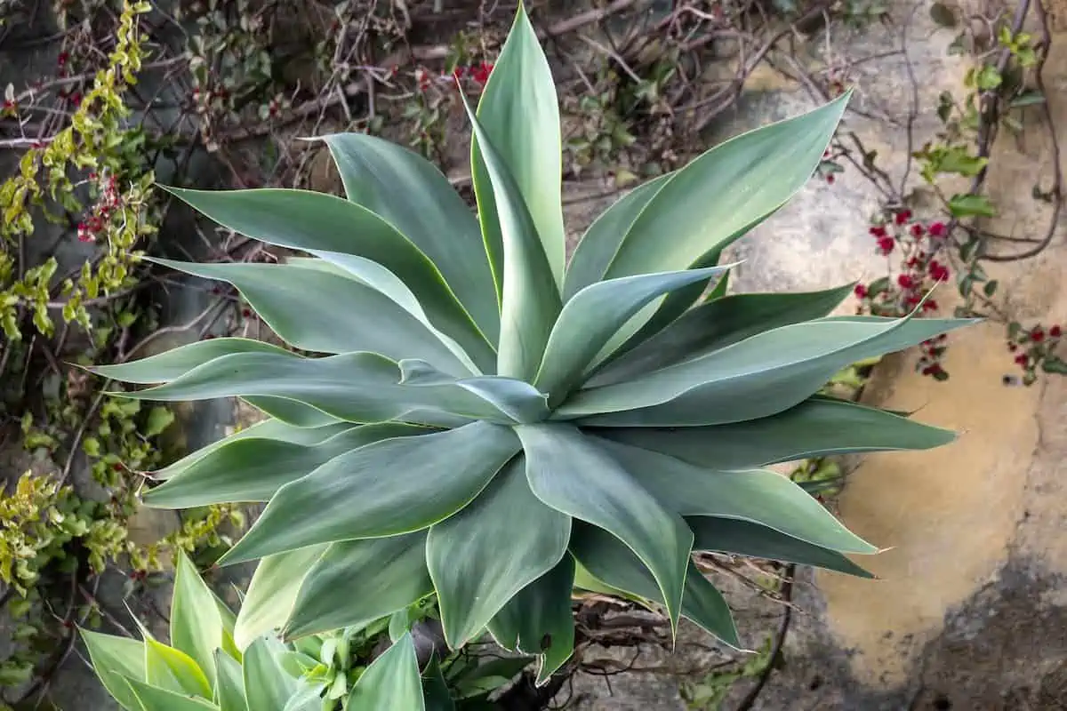 Agave Bitkisi Bakımı