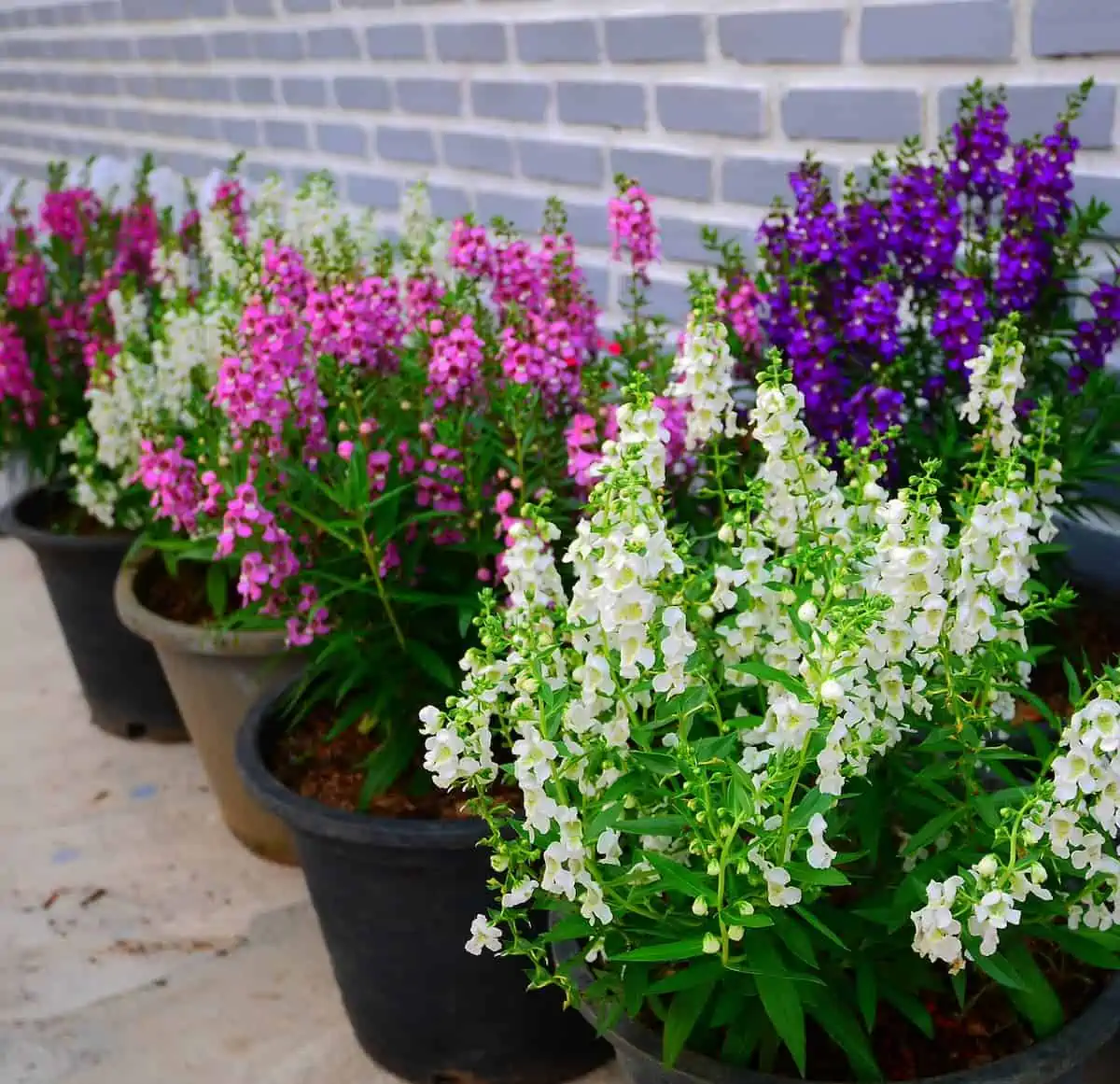 Angelonia Çiçeği Bakımı