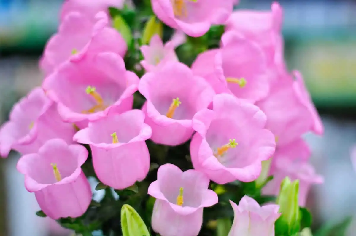 Çan Çiçeği (Campanula) Bakımı
