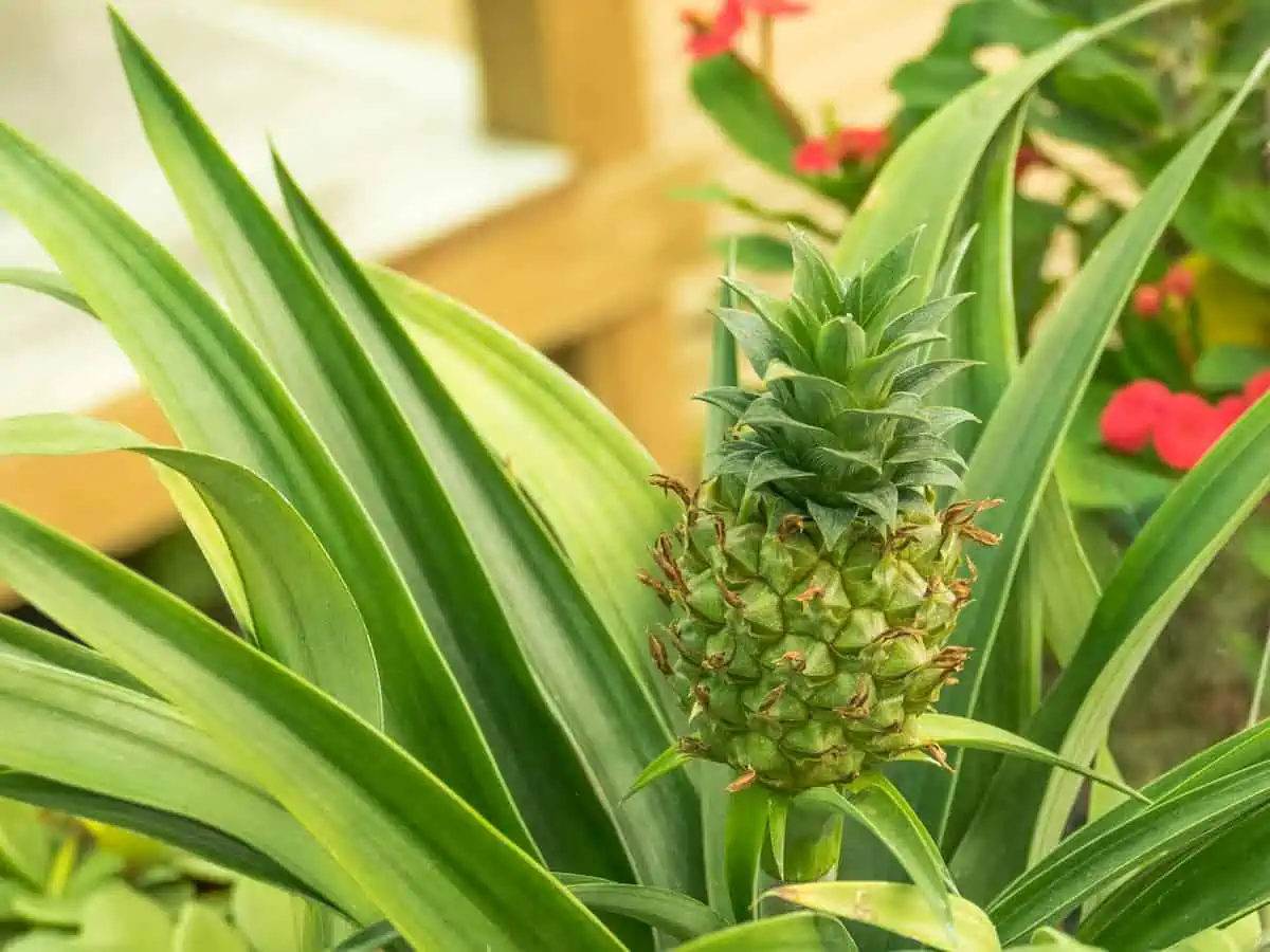 Evde Ananas Yetiştirme