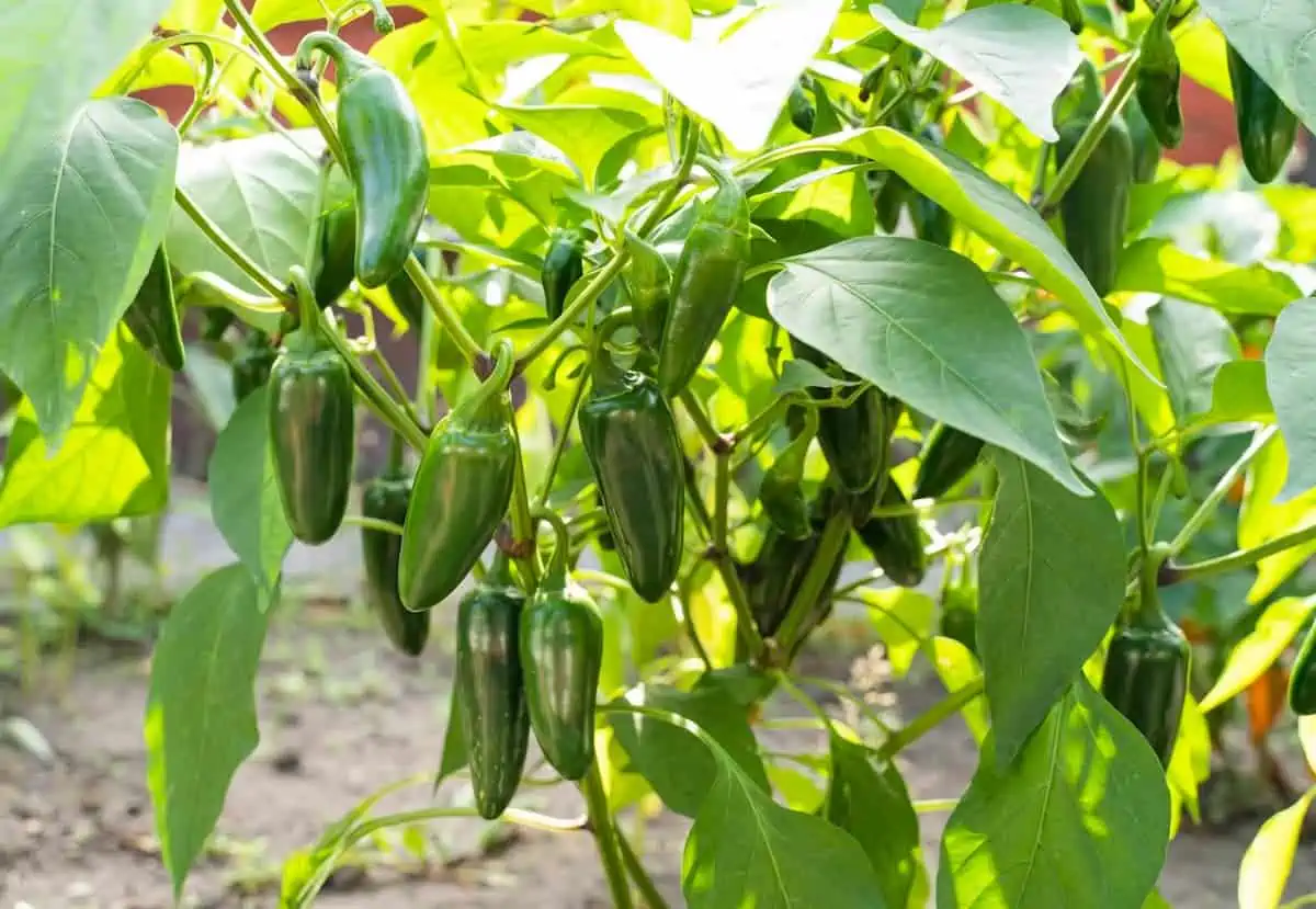 Jalapeno Yetiştirme ve Bakımı