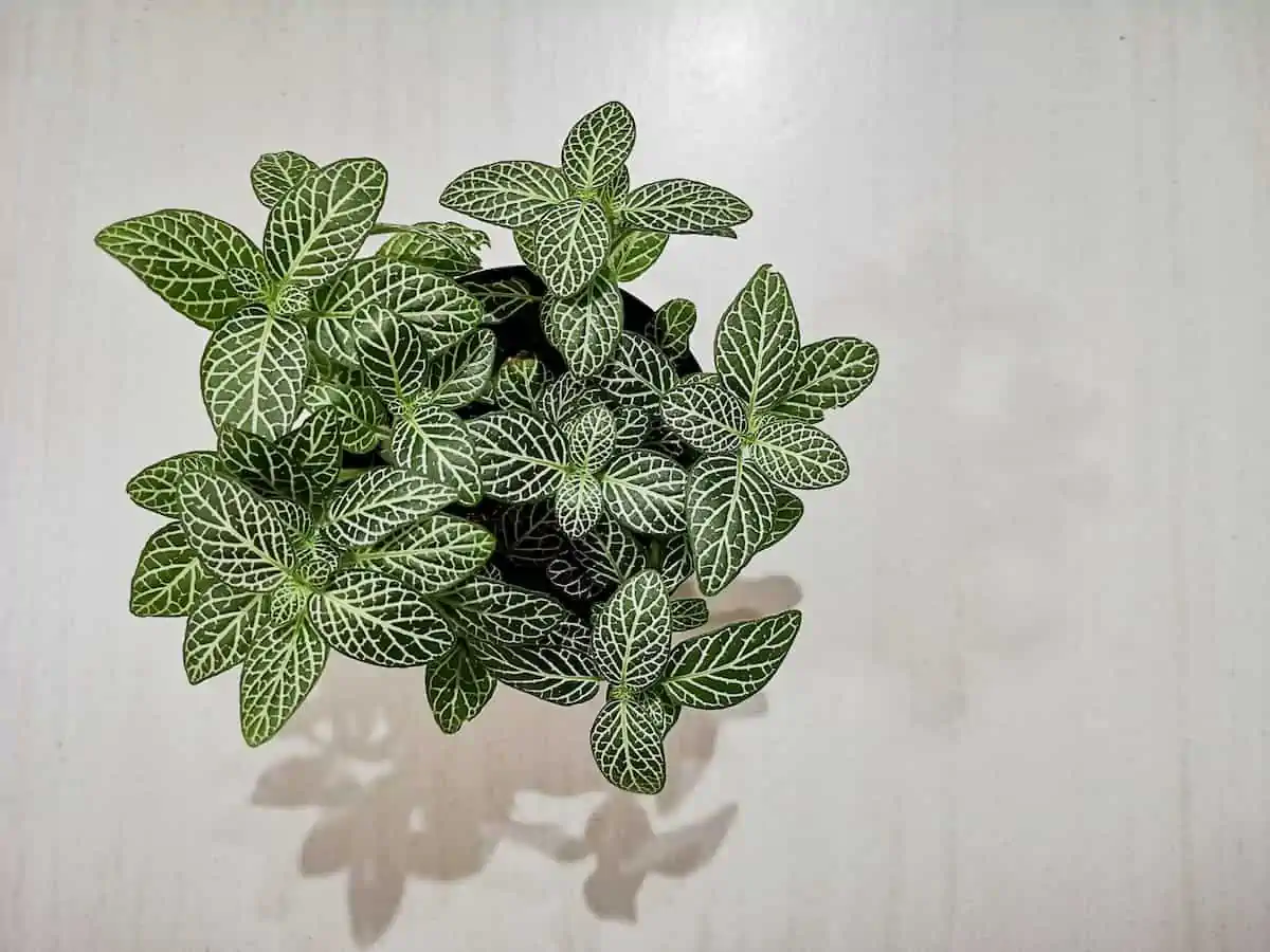 Fittonia Bakımı