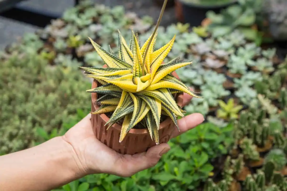 Haworthia Limifolia Türleri