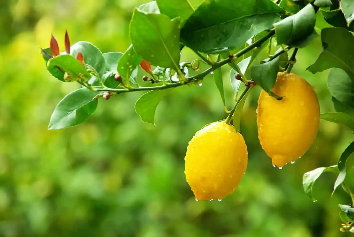 Limon Ağacı Bakımı ve Yetiştirilmesi